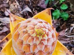 -中国科学院西双版纳热带植物园
