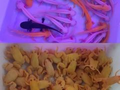 -宝鸡东道花鸟鱼虫市场(吉利花园商场店)