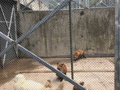 -合肥野生动物园