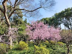 -上海醉白池公园