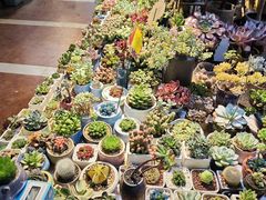 -朝来春花卉市场