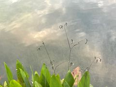 -四海公园(南山区)