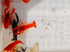 -溪岸路花鸟市场