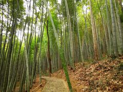 -上海佘山国家森林公园天马山园