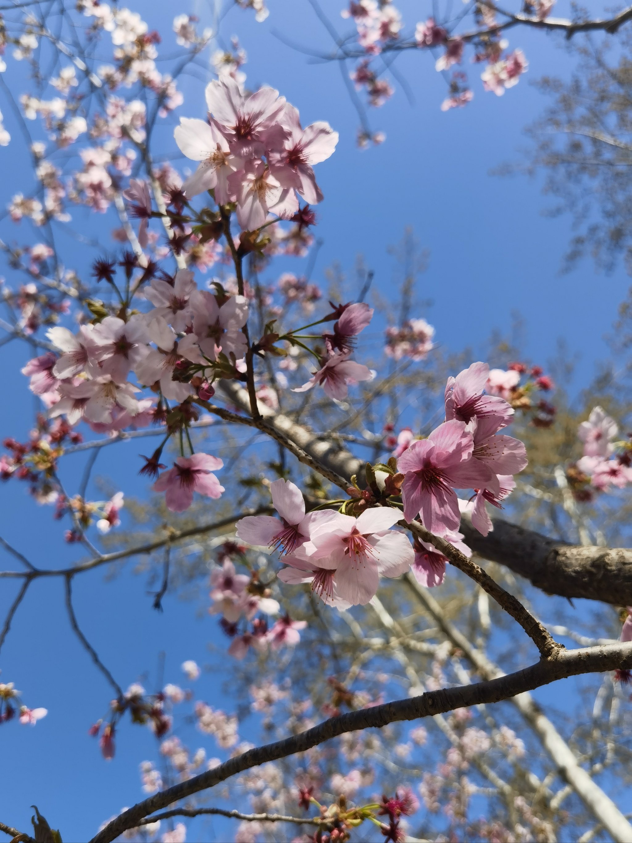 平潭市花图片