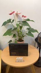 -章光101防脱养发荟