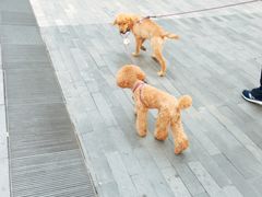 -1点点(银座和谐广场店)