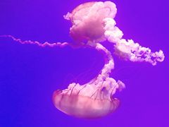 -瑞普利水族馆