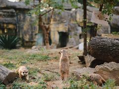 -红山森林动物园