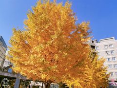 -辽宁大学(崇山校区)