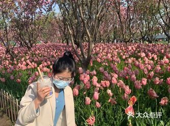 平湖探店｜我在中埭等你，樱花里等你