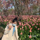平湖探店｜我在中埭等你，樱花里等你