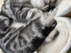 -共舞时光猫咖·狗咖(新街口店)