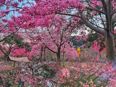 -风云岭森林公园