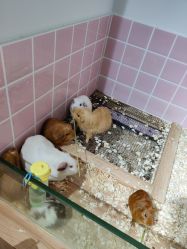 -Moni星球萌宠·小马宝莉·灵蛇·高端高阶全萌宠互动体验俱乐部(红豆国际广场店)