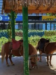 -萌宠亲子动物乐园(槐房万达店)