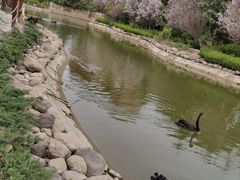 -芭东小镇温泉