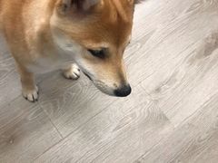 -浣熊柯尔鸭土拨鼠·电玩咖