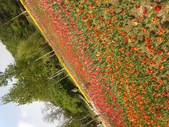 F:\图片\点评\植物园上传\IMG077-沈阳植物园