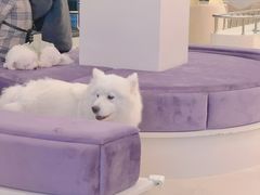 -怪兽屋·羊驼·猫咖·狗咖(俊华广场店)