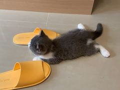-袖虎·猫馆(体育西路店)