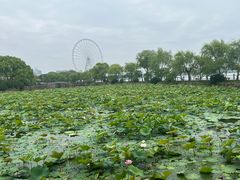 -无锡蠡湖国家湿地公园-蠡园