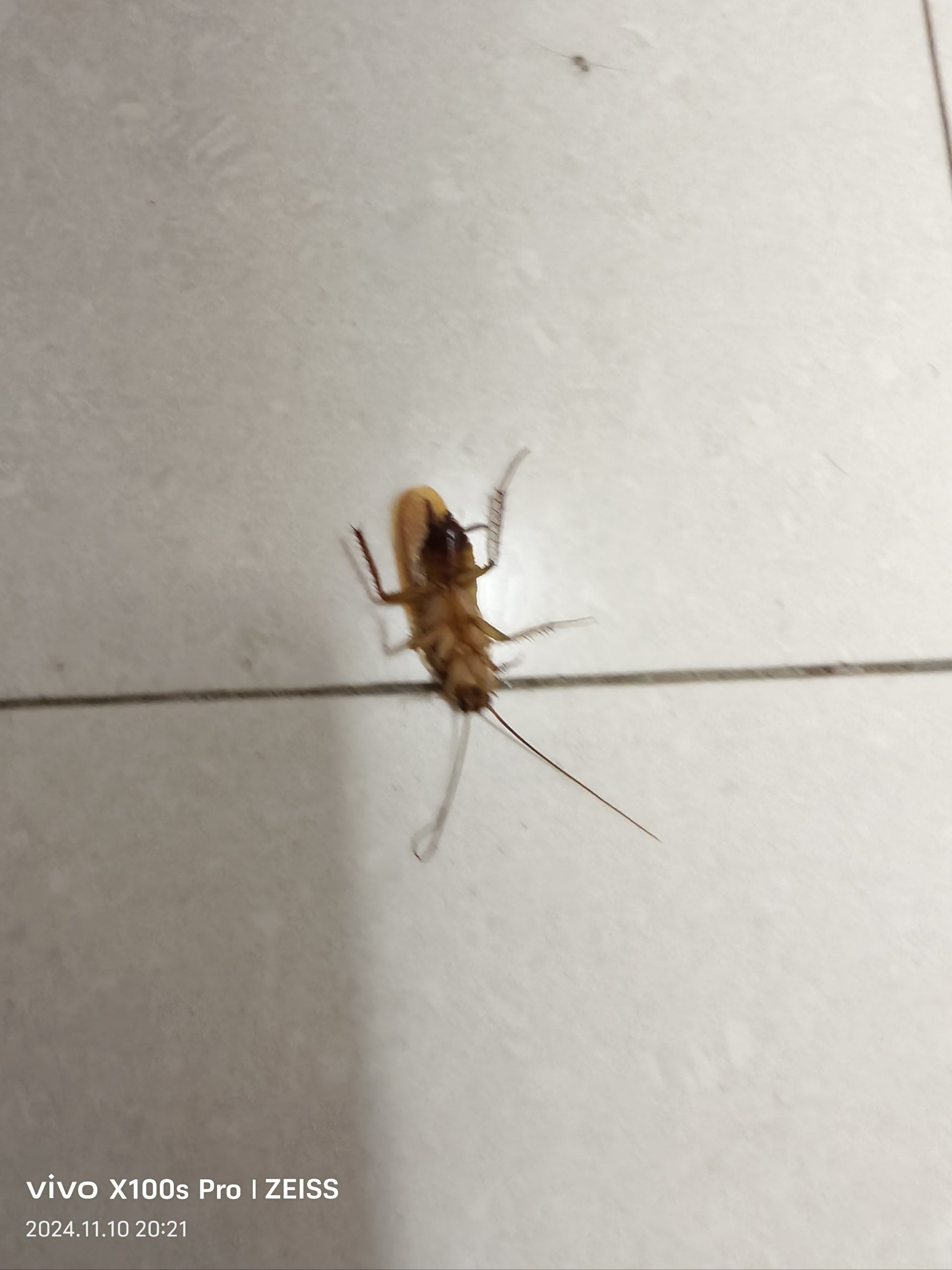 小强成精了,可怕