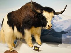 -陕西自然博物馆