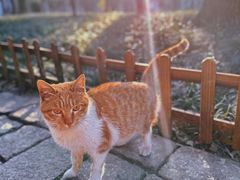-西园寺