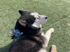 -爪吧宠物乐园 (温榆河示范区店)