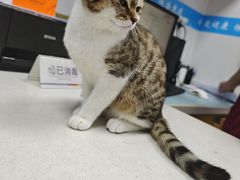 -艾贝尔宠物医院·宠保定点·超声绝育·免疫点(樱花路店)