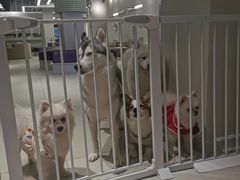 -怪兽屋·羊驼·猫咖·狗咖(俊华广场店)