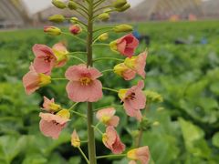 -中国天府农业博览园