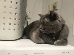 -东方名猫馆·英短金渐层布偶猫舍(环线广场1号楼店)