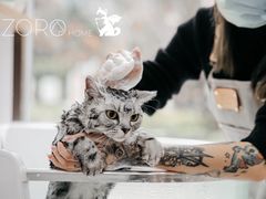 -佐罗家宠物馆·猫文化馆(紫霞路店)