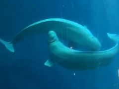 -芜湖新华联大白鲸海洋公园