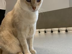 -Cappucimeow猫咪咖啡馆(韦伯时代店)