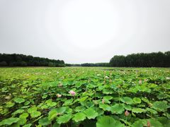 -东郊湿地公园
