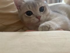 -Bastet sally猫舍购宠(静安店)