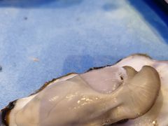 -千岛蚝高压锅生蚝·人参火锅(白云万达店)