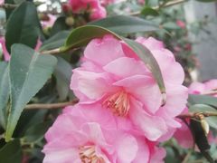 -金花茶公园