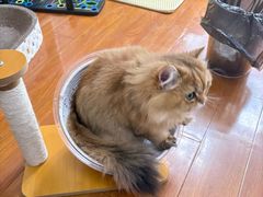 -宠颐生斯嘉宠物医院·急重症·心内科(谷阳北路分院)