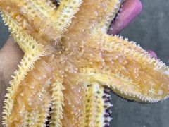 -日照灯塔风景区