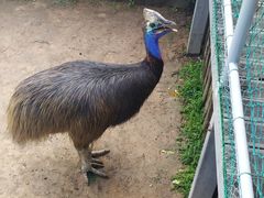 -西霞口神雕山野生动物世界