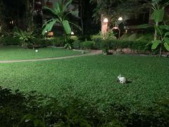 -卷心菜和避孕套餐厅(Pattaya)