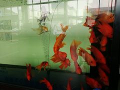 -上海华帆旗开比亚迪4S店(浦东北路店)