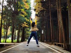 -武陵山森林公园