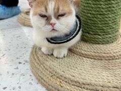 -喵园·猫主题咖啡厅·撸猫·猫咖(国贸店)