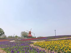 -杭州湾海上花田景区