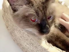 -Cappucimeow猫咪咖啡馆(韦伯时代店)